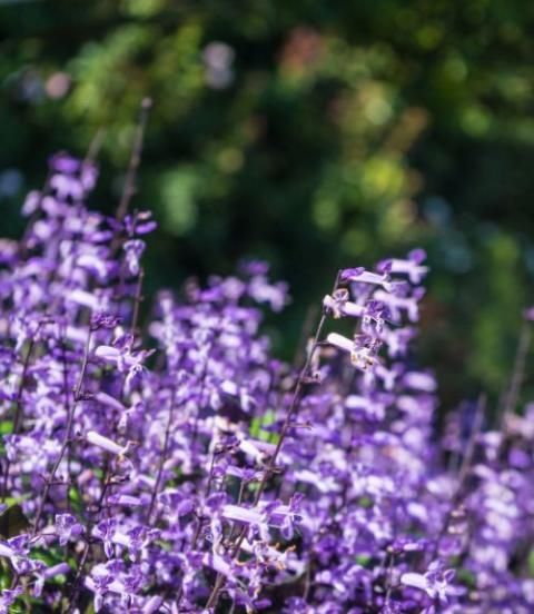15 Shade Loving Plants For Your Garden Love The Garden